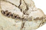 Bargain, Fossil Oreodont (Merycoidodon) Skull - South Dakota #243587-1